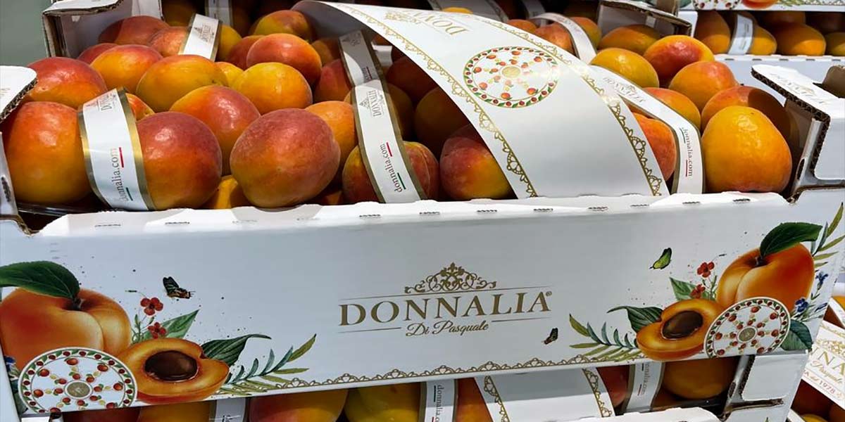 Albicocche, la stagione ha imboccato la strada del gusto